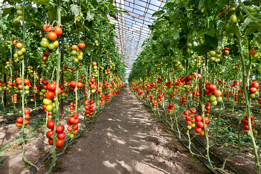Tomato, Greenhouse, Vegetable, Farm, Crop - Plant