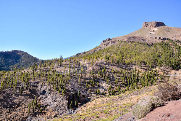 istock Forest In Teide National Park Tenerife 1447227889