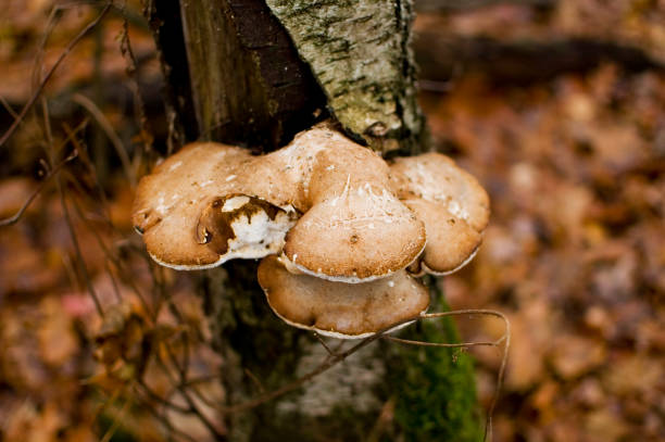 istock Birch Polypore - Piptoporus betulinus on Birch tree. 1447229161