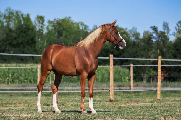 istock Trakehner chestnut horse 1447229425