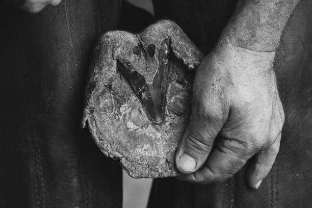 istock Hoof cleaning 1447229541
