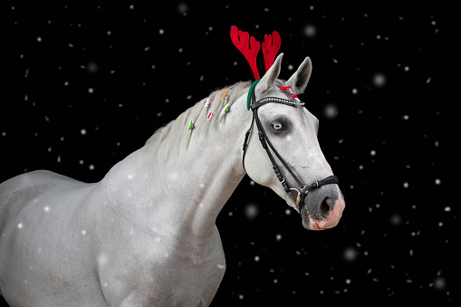 White/grey lipizzan horse mare ready for Christmas holiday season, wearing reindeer antlers