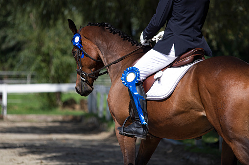 Bay horse and rider after competition, with blue ribbon rosette