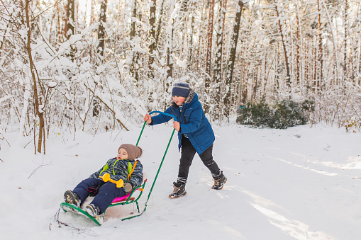 Tobogganing and sledding. Children play and have fun with sledge in winter forest. Running and moving. Happy childhood. Winter holiday. Deep snow. Boys and girls. Warm clothes. Tubing