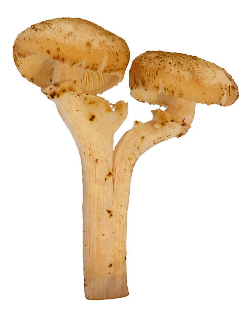 Honey mushroom stock photo