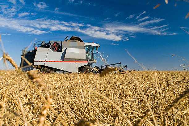 Combine harvester stock photo