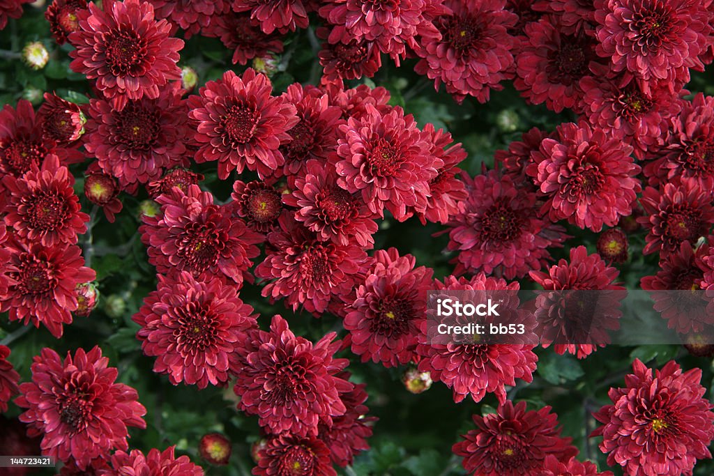 Red Moam Red Mums Stock Photo - Download Image Now - Autumn, Backgrounds ...