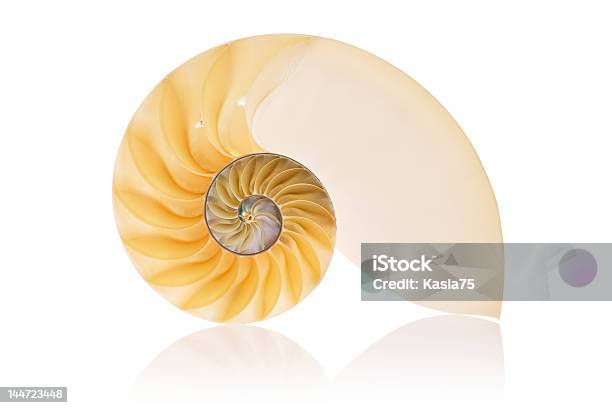 Spiral seashell of marine mollusk. Sea and ocean theme. Object of  underwater world. Detailed vector element for postcard, promo poster or  banner Stock Vector