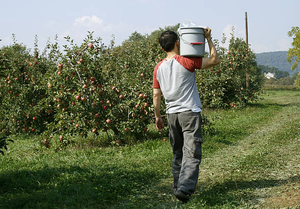 orchard worker carrying harvested fruits stock photo