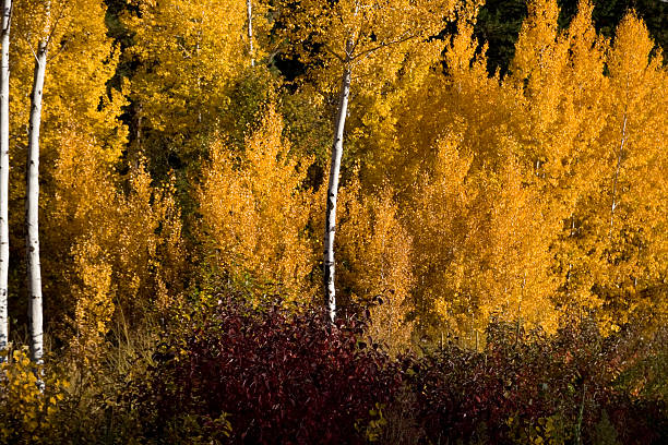 Aspen Trees stock photo