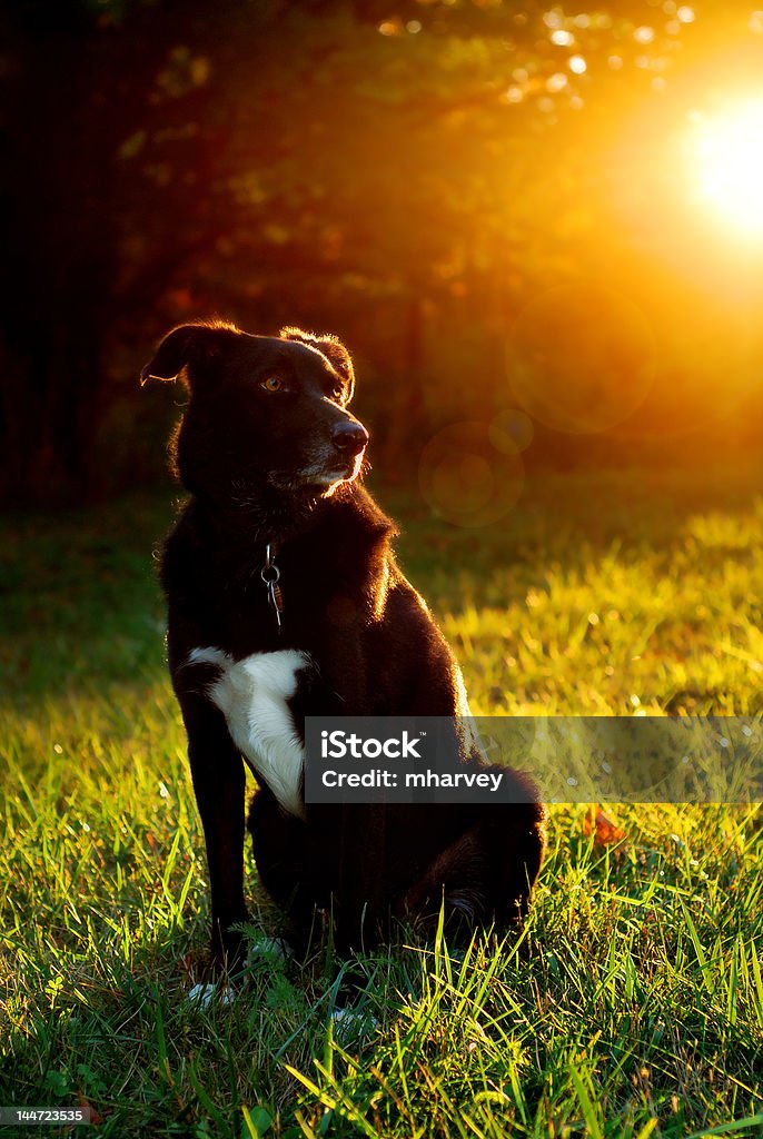 border collie outdoors with back lighting looking away A handsome border collie in the yard with the sun going down Border Collie Stock Photo