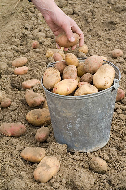 Potatoes in bucket stock photo