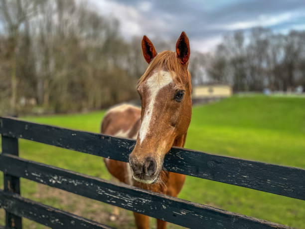 istock Curious horse by a fence 1447236482