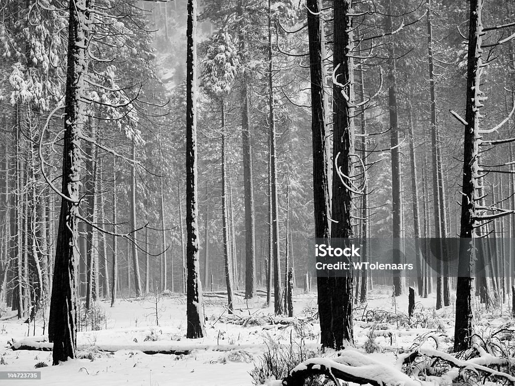 Arbres couverts de neige à Aspen - Photo de Arbre libre de droits