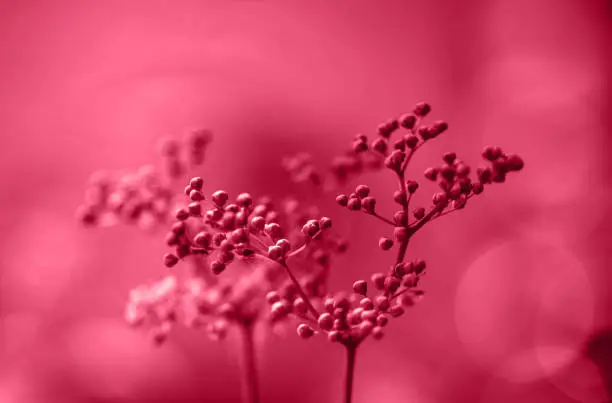 Viva Magenta toned meadowsweet background with bokeh. Trendy color of year 2023 Viva Magenta.