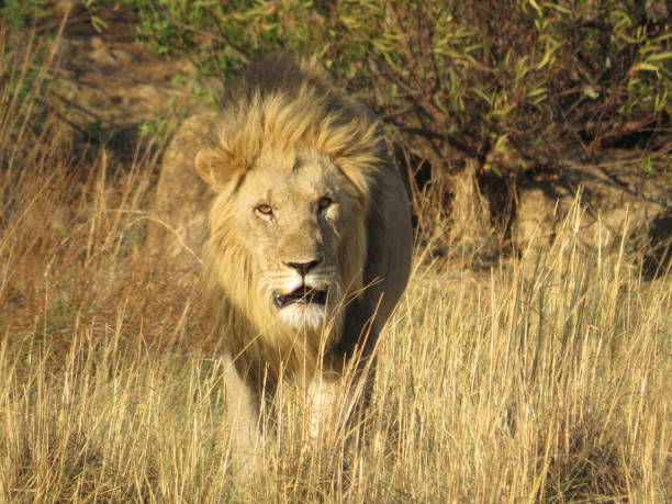 istock Male Lion Walking in Pilanesberg 1447238951