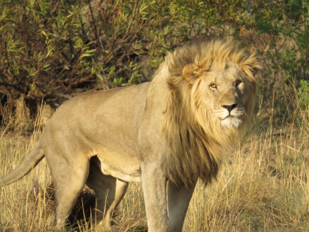 istock Male Lion Relaxing in Pilanesberg 1447238962
