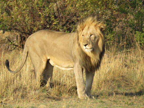 Male Lion Relaxing in Pilanesberg