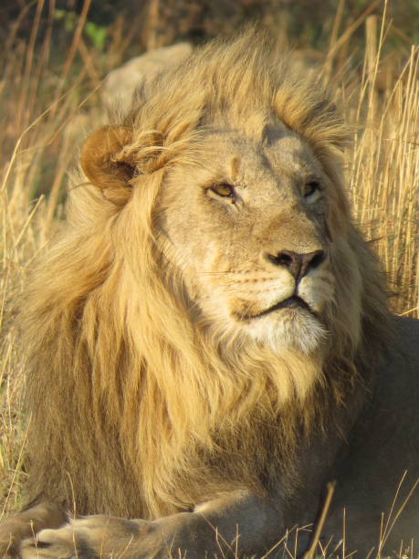 istock Male Lion Relaxing in Pilanesberg 1447239038