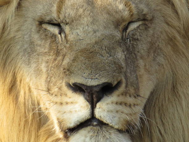 istock Male Lion Relaxing in Pilanesberg 1447239145
