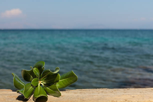 Natural mock-up for cosmetic product assembly, montage. Tropical background, water.