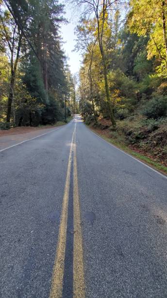 istock Straight road in woods 1447240163
