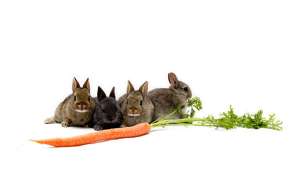 istock Bunnies and a Carrot 144724091