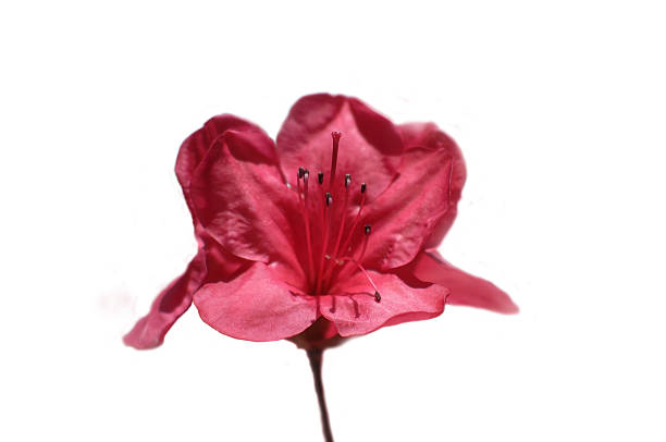 Amaryllis fiore - foto stock