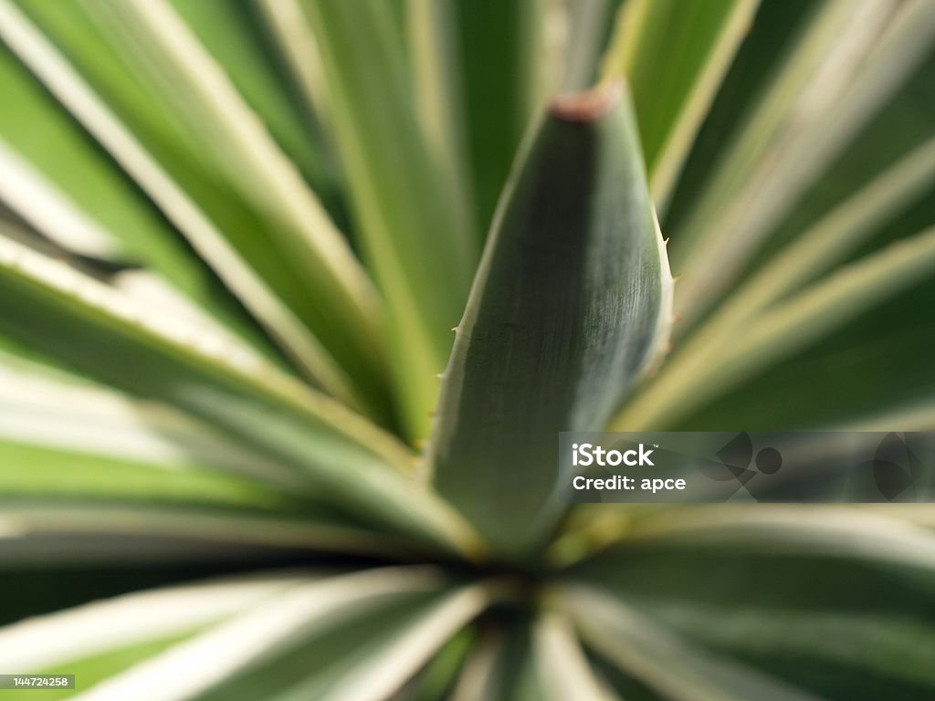 agave Blätter - Lizenzfrei Aloe Stock-Foto