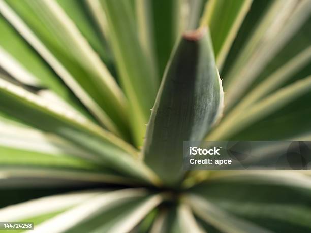 Agave Blätter Stockfoto und mehr Bilder von Aloe - Aloe, Bildschärfe, Blatt - Pflanzenbestandteile