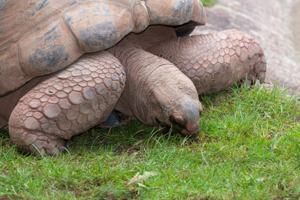 Portrait of an Aldabra giant tortoise (Aldabrachelys gigantea) in a zoo