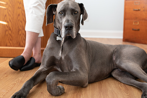 Grey 3 year old Male Great Dane Dog sitting at the feet of his female owner standing in the office.