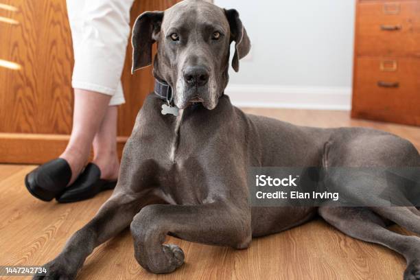 Rocky The Great Dane Stock Photo - Download Image Now - 45-49 Years, Adult, Adults Only