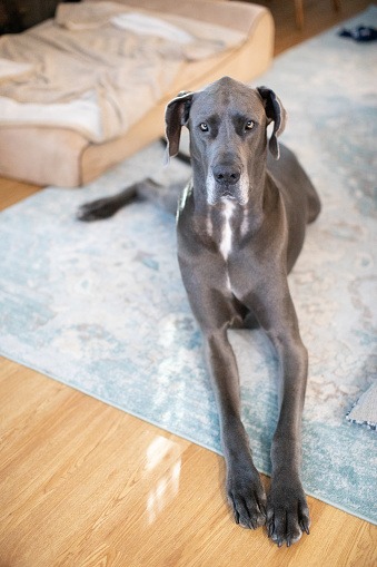 Young grey Great Dane dog sitting on a blue rug inside a home looking at the camera