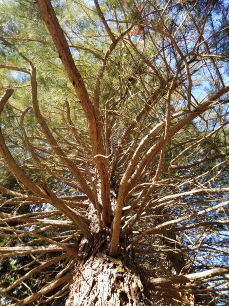 istock Big tree in Isla Victoria in Bariloche 1447243993
