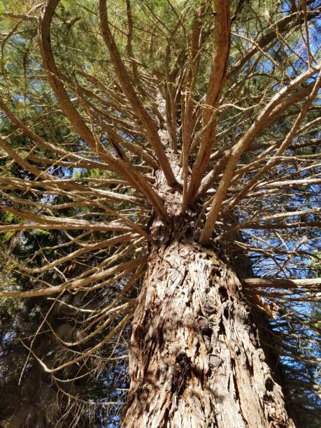 istock Big tree in the forest in Bariloche 1447243994