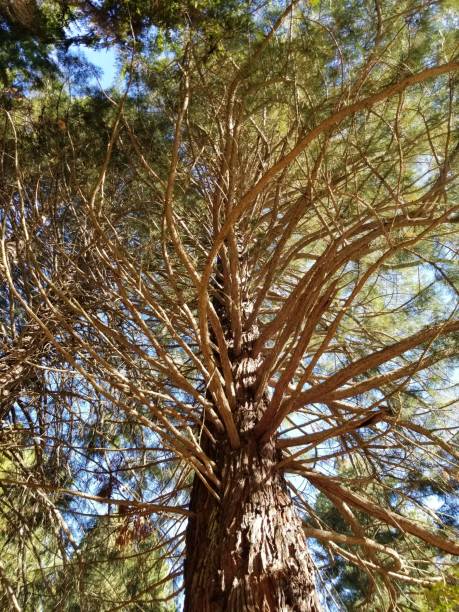 istock Big tree in the forest in Bariloche 1447244002