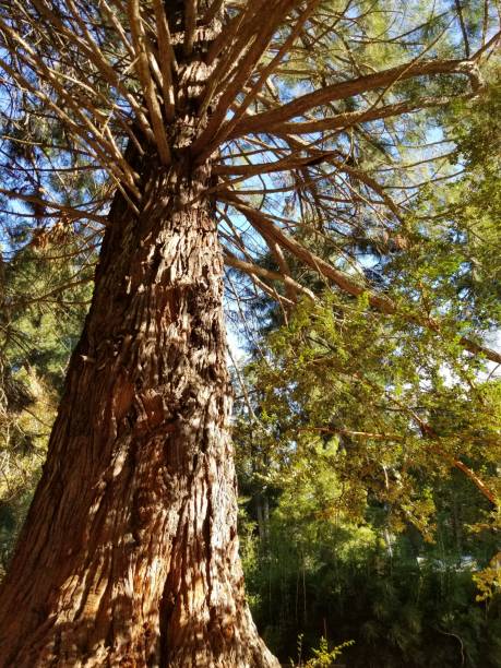 Big tree in Isla victoria in Bariloche