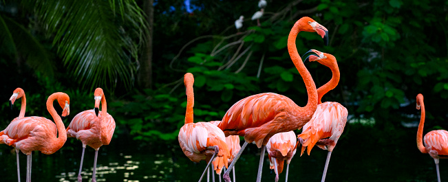 Two flamingos, head to head, forming a heart. Sweetness and animal tenderness.