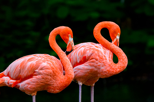 Close-up of two American flamingos in the front of a lagoon and dense tropical vegetation.