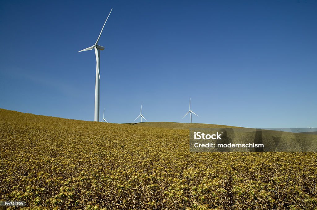 Сафлор поля и ветер турбина - Стоковые фото Без людей роялти-фри