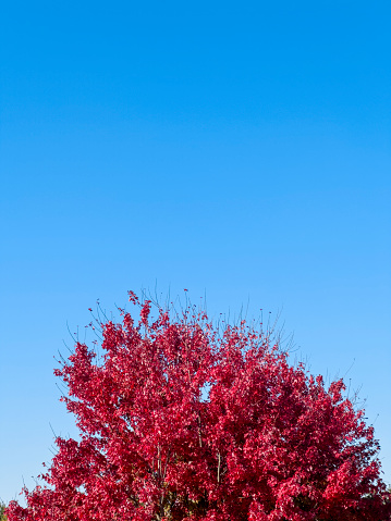 fall colors in Adrain area, Michigan, trees, leaf