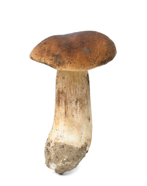 istock Fresh forest white mushroom with root isolated on a white background 1447245393