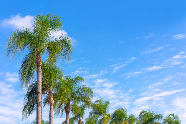 Trimmed resort style palm trees with blue sky and clouds