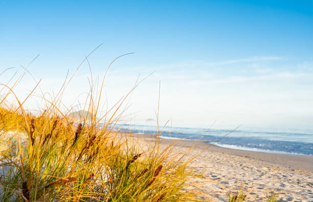 Dune landscape with marram grass in warm light along the North Sea near Petten in The Netherlands.