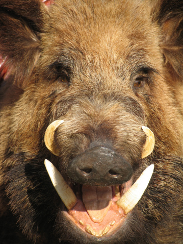 Closeup shot of the face of a boar.  Wild piggy. Comic