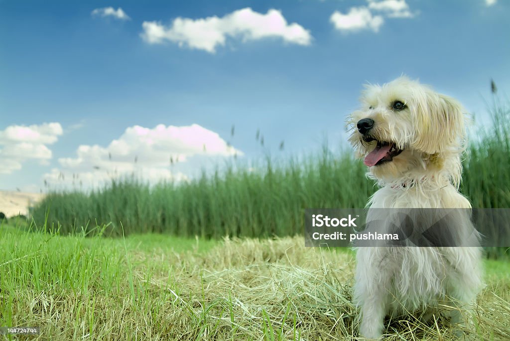 Hund im Gras - Lizenzfrei Blau Stock-Foto