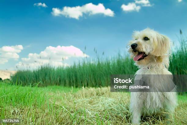 Hund Im Gras Stockfoto und mehr Bilder von Blau - Blau, Domestizierte Tiere, Feld