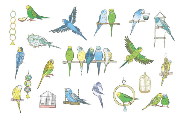 Budgerigar bird vector illustrations set. Budgerigar bird vector illustrations set. echo parakeet stock illustrations