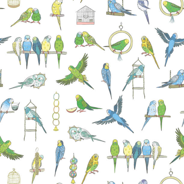Budgerigar bird vector seamless pattern. Budgerigar bird vector seamless pattern. echo parakeet stock illustrations